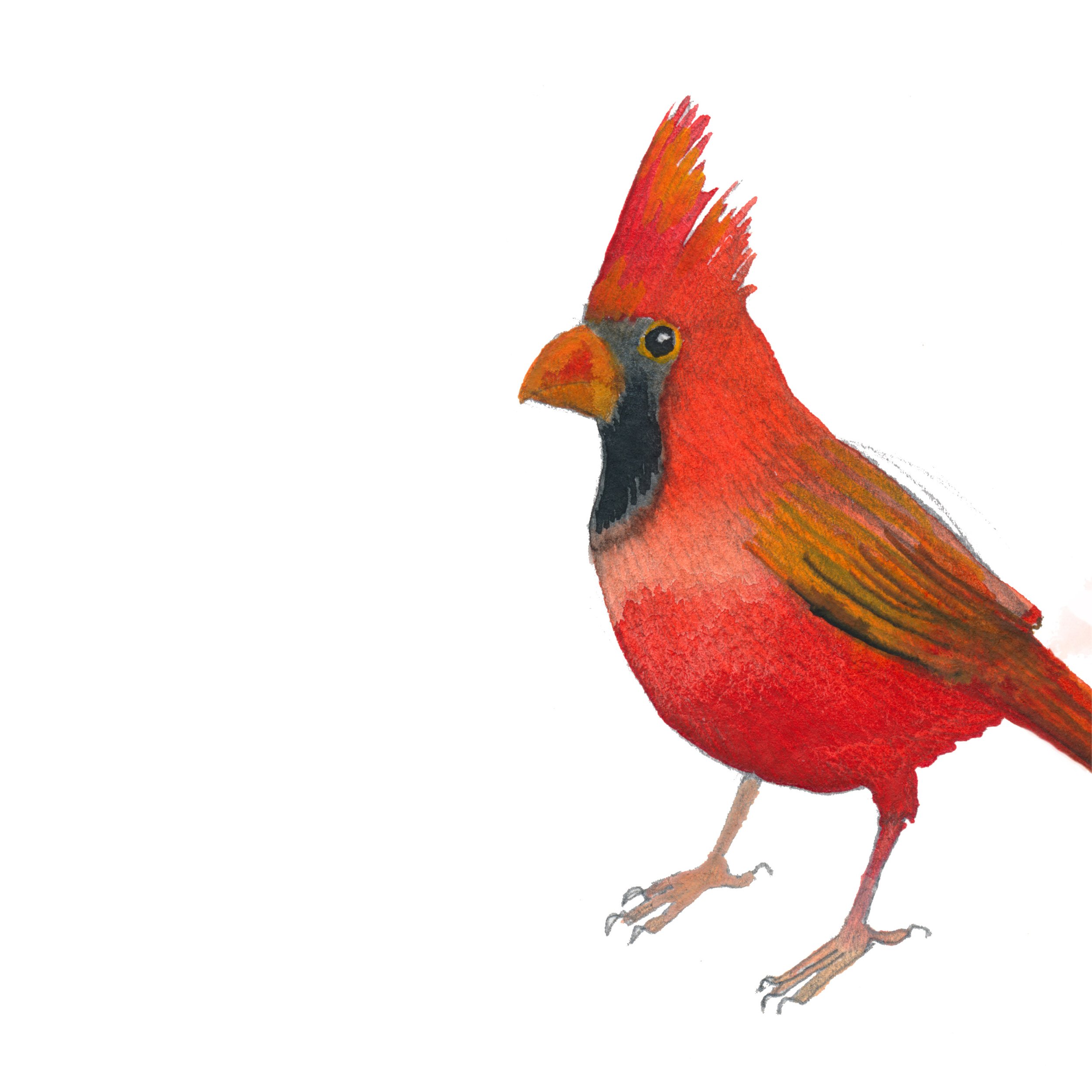 Watercolor painting of a cardinal bird with vibrant red feathers, black face mask, and crest profile view.