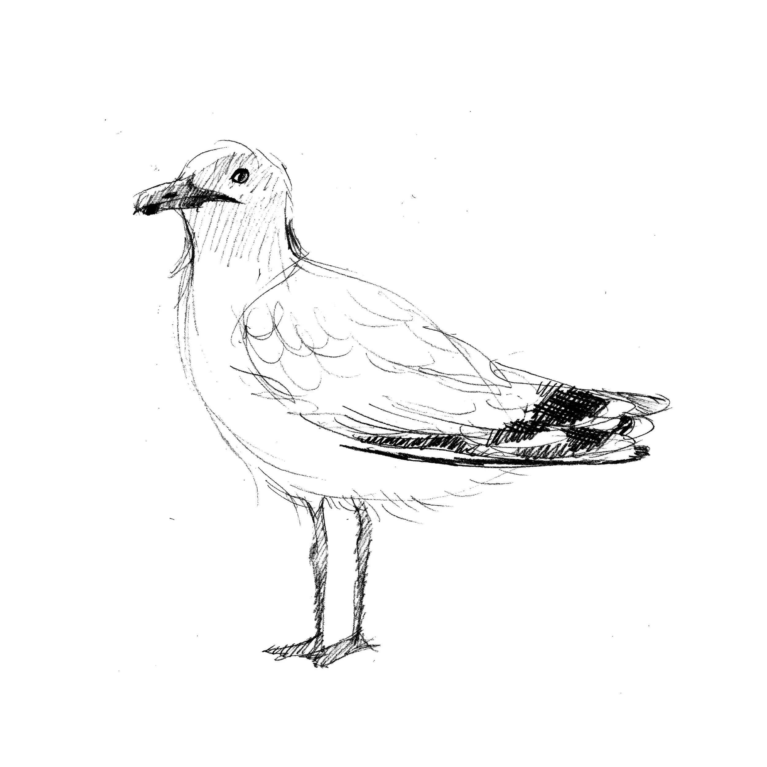 Sketch of a bird, likely a seagull, with a prominent beak and visible wings, drawn in black ink on white paper.