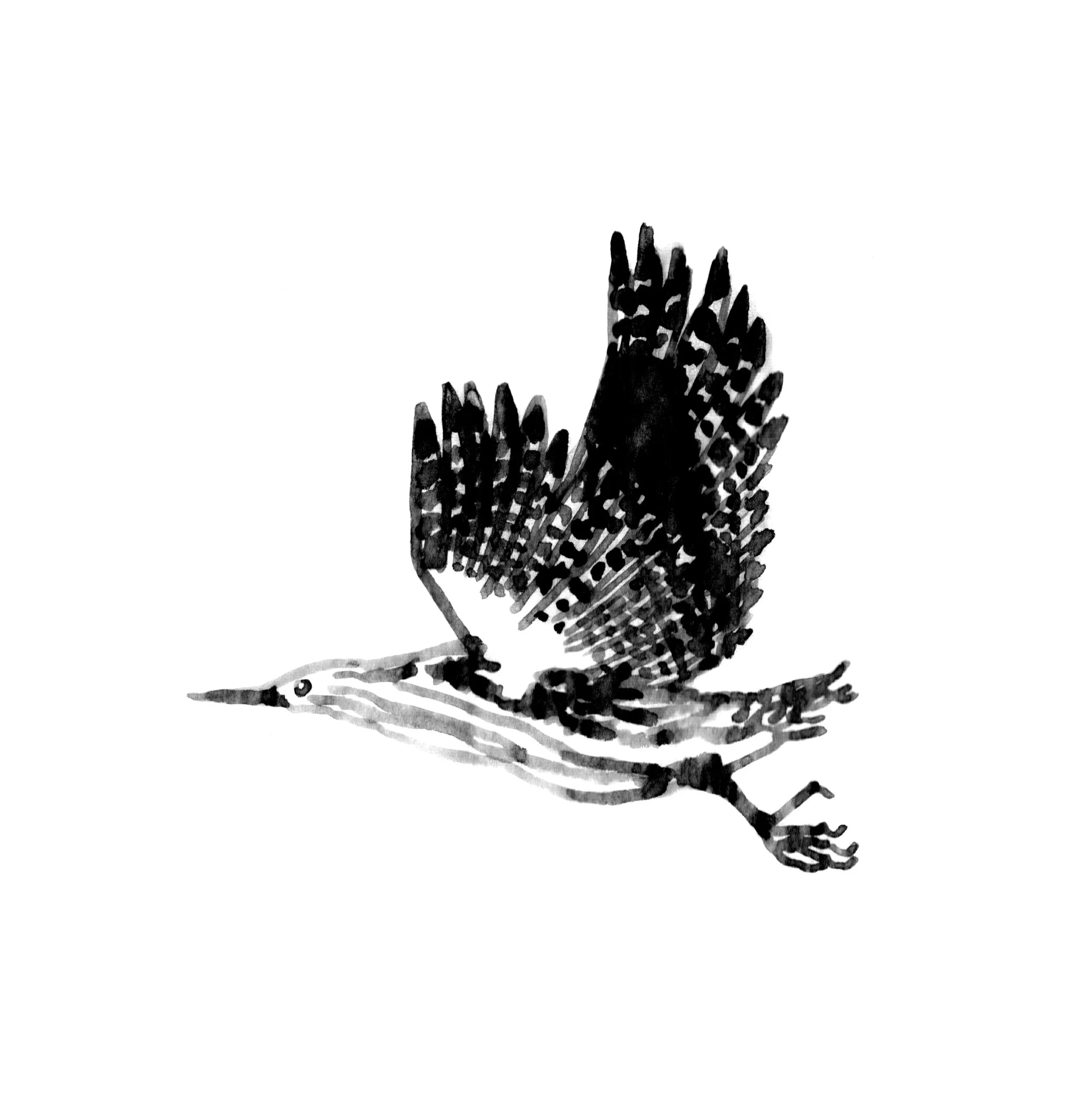 Black and white illustration of a bird with an elongated beak, depicted in a detailed, sketch-like style.