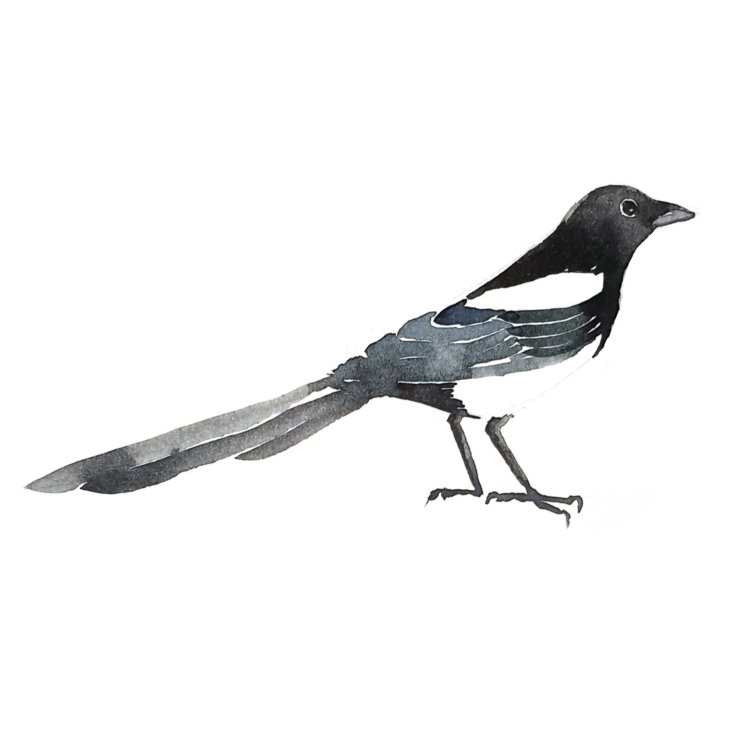 Watercolor illustration of a black and white bird, possibly a magpie, perched on a branch.