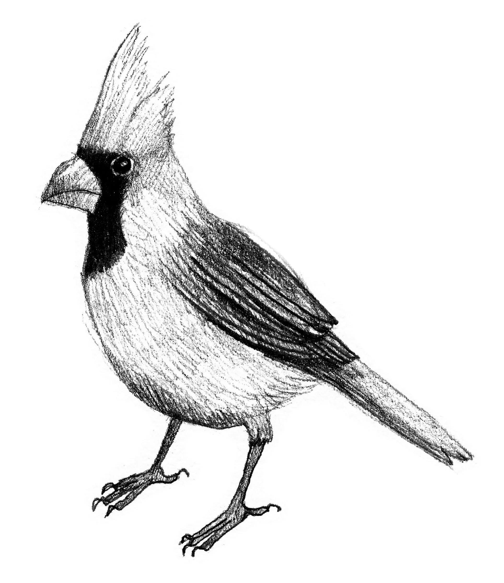 Black and white sketch of a bird with crested head standing on a branch.