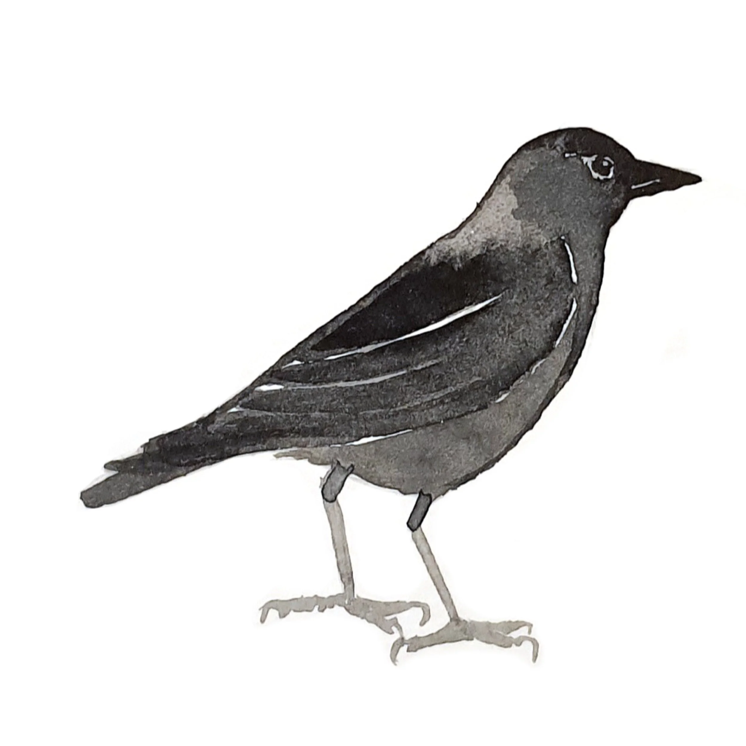 Hand-drawn illustration of a bird, primarily in gray and black colors, with detailed feathers and a small beak, set against a plain white background.