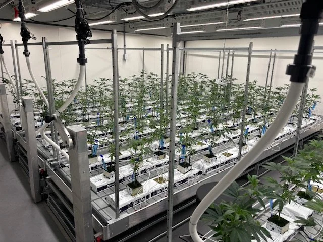 Large-Scale Cultivation & Production Optimization