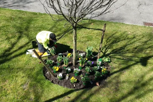 Person planting flowers around a small tree in a garden bed.