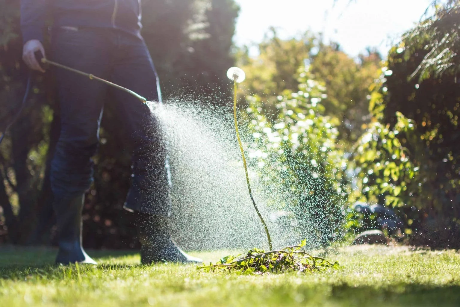 Person watering plants outdoors on a sunny day with water spraying from a garden hose.