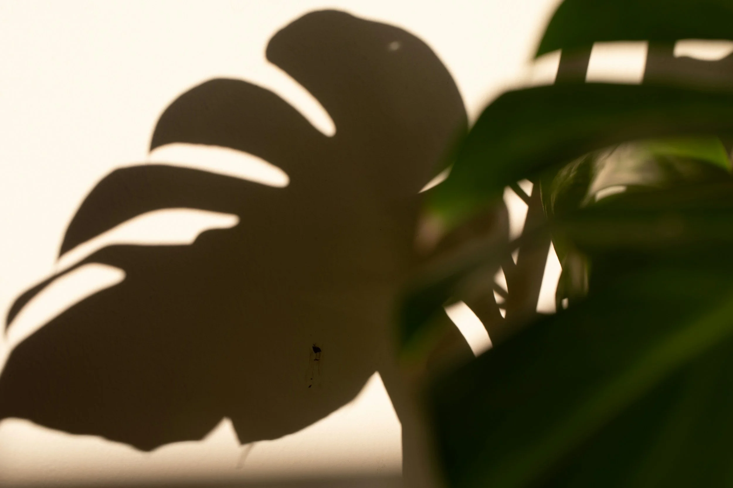 Close-up of a plant with a strong shadow cast on a wall, highlighting the leaf's silhouette in warm lighting.