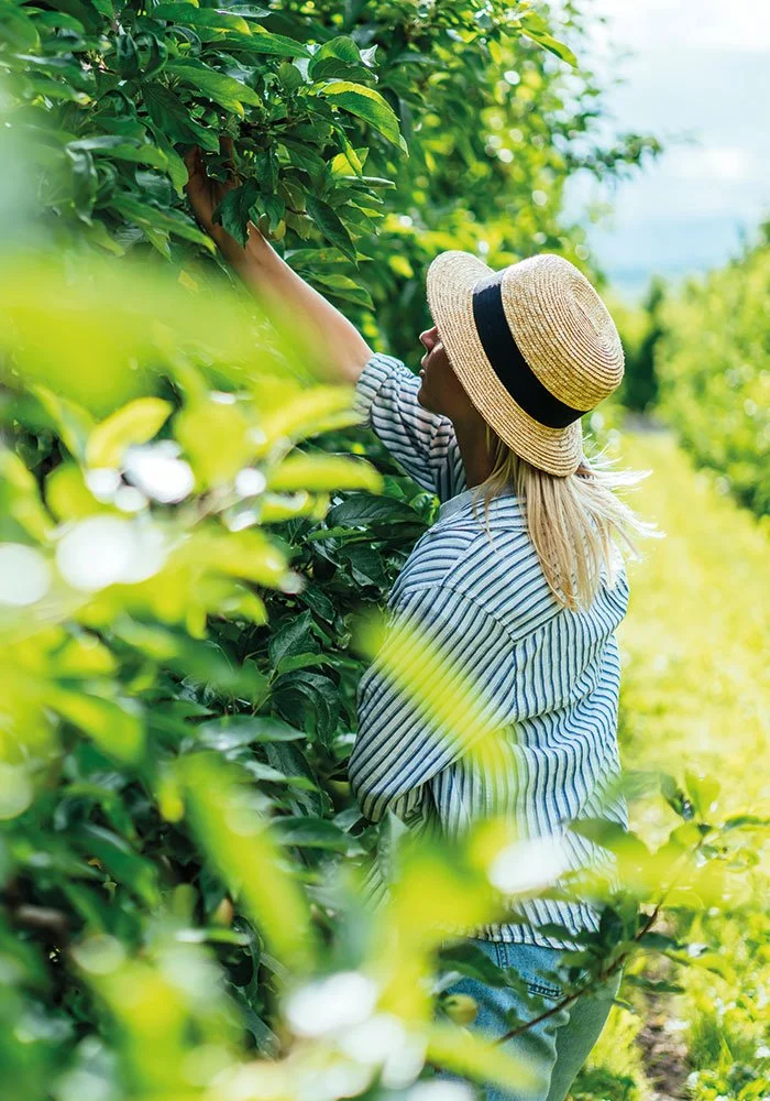 Die heilende Kraft der Natur: Heilpflanzen direkt vor der Haustür