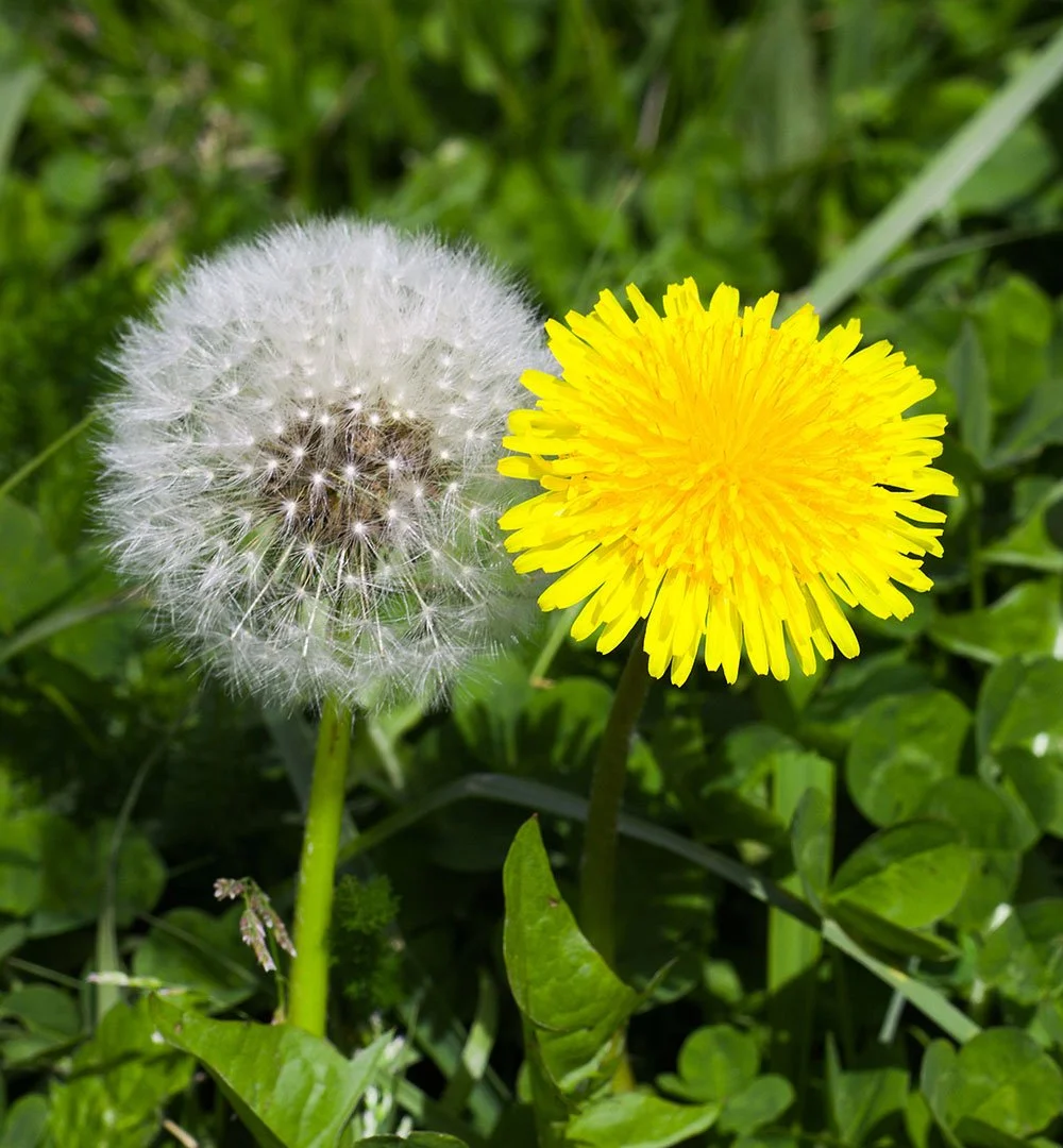 LÖWENZAHN                                      (Taraxacum sect. Ruderalia)