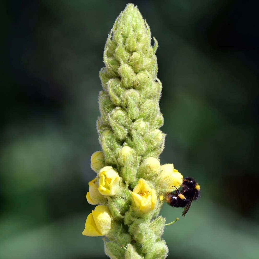 KÖNIGSKERZE (Verbascum)
