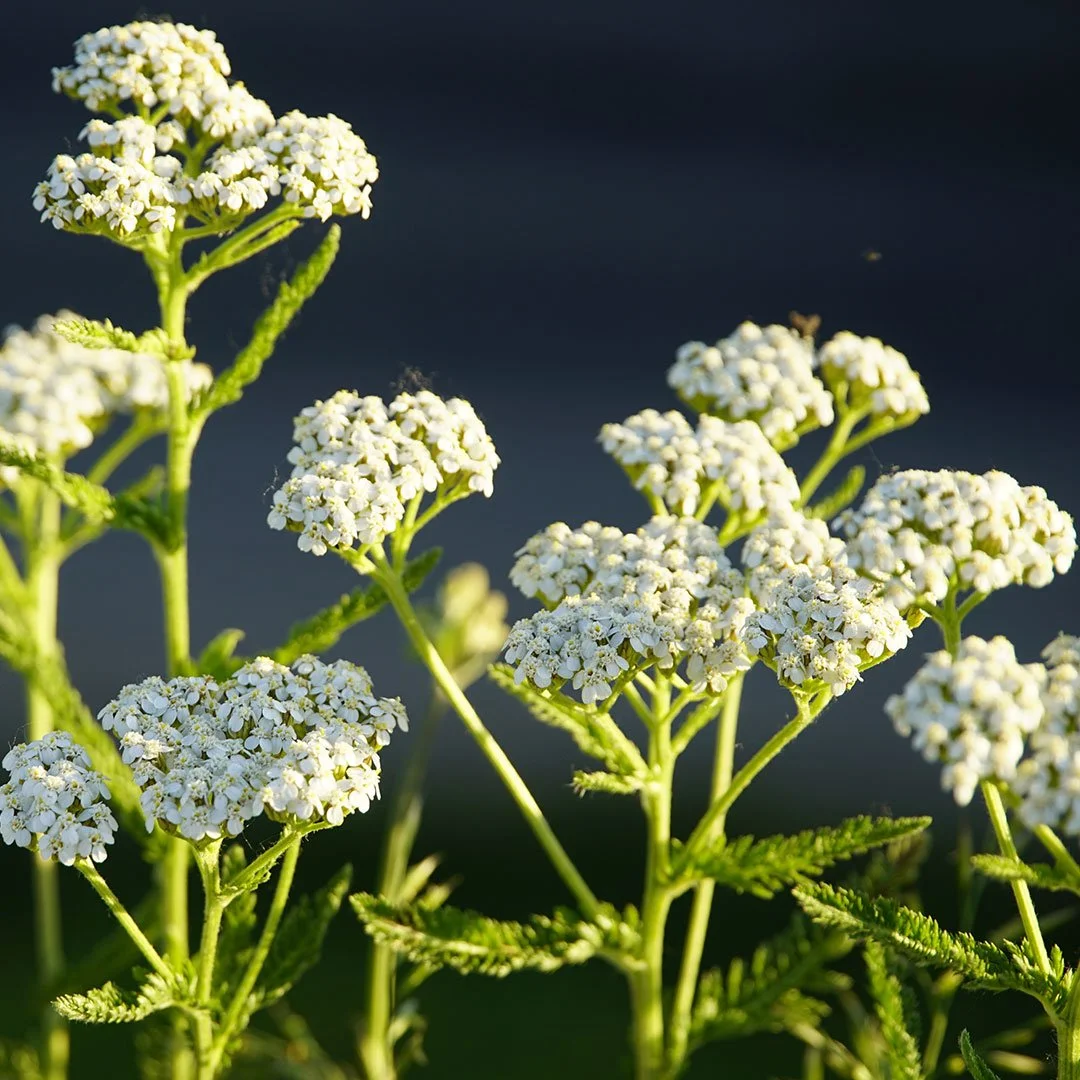 SCHAFGARBE (Achillea millefolium)