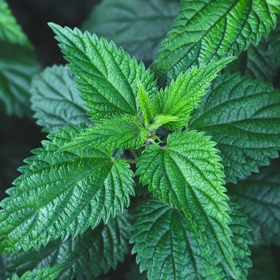 BRENNNESSEL (Urtica)