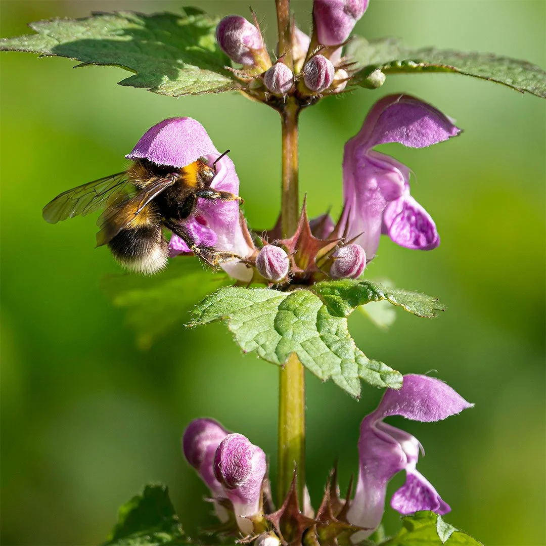 Taubnessel_mit_Hummel.jpg