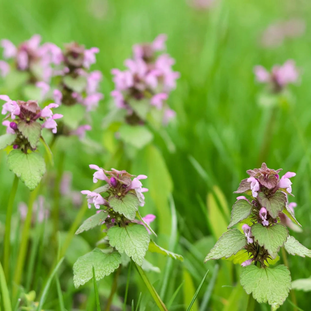 PURPURROTE TAUBNESSEL(Lamium purpureum)
