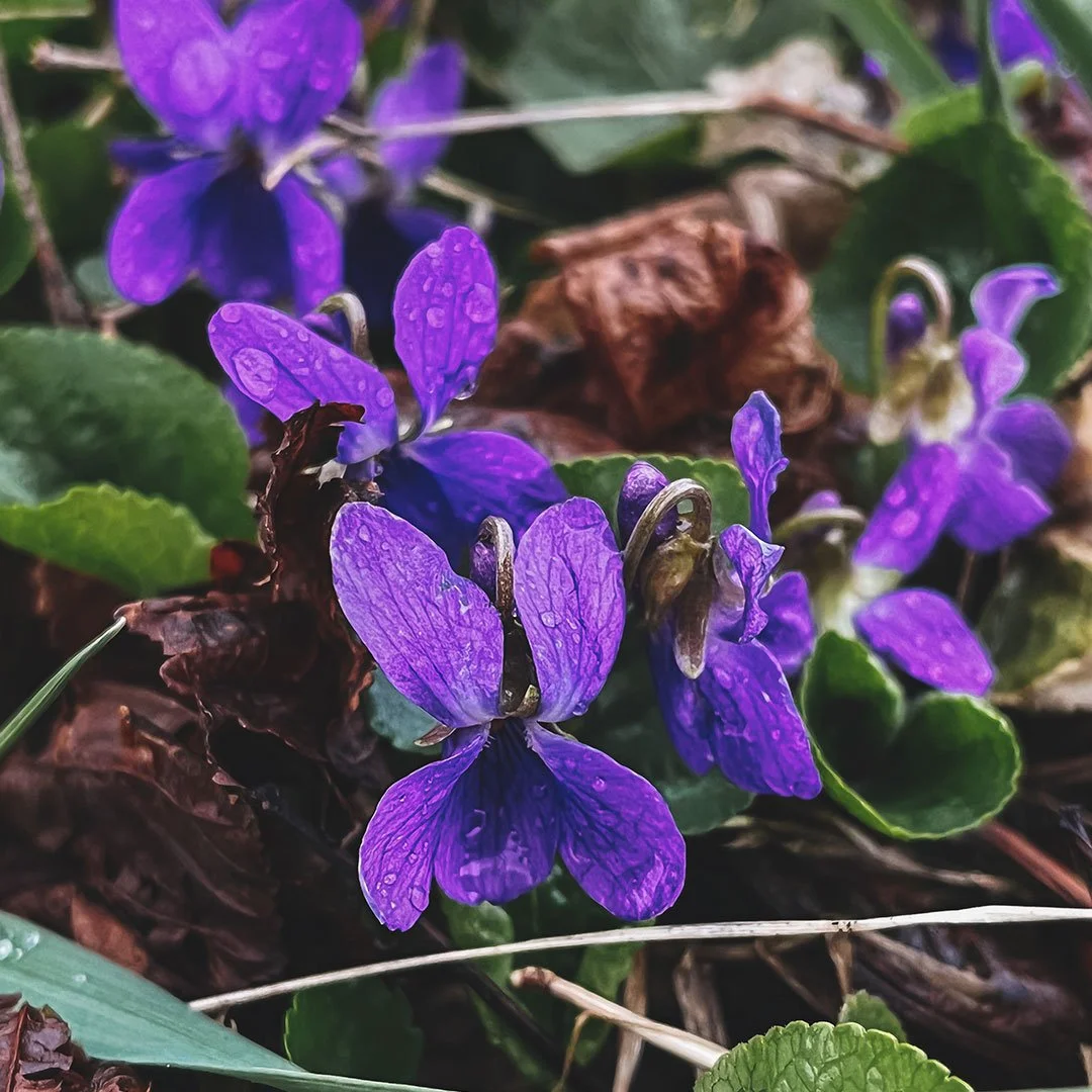 DUFTVEILCHEN (Viola odorata)