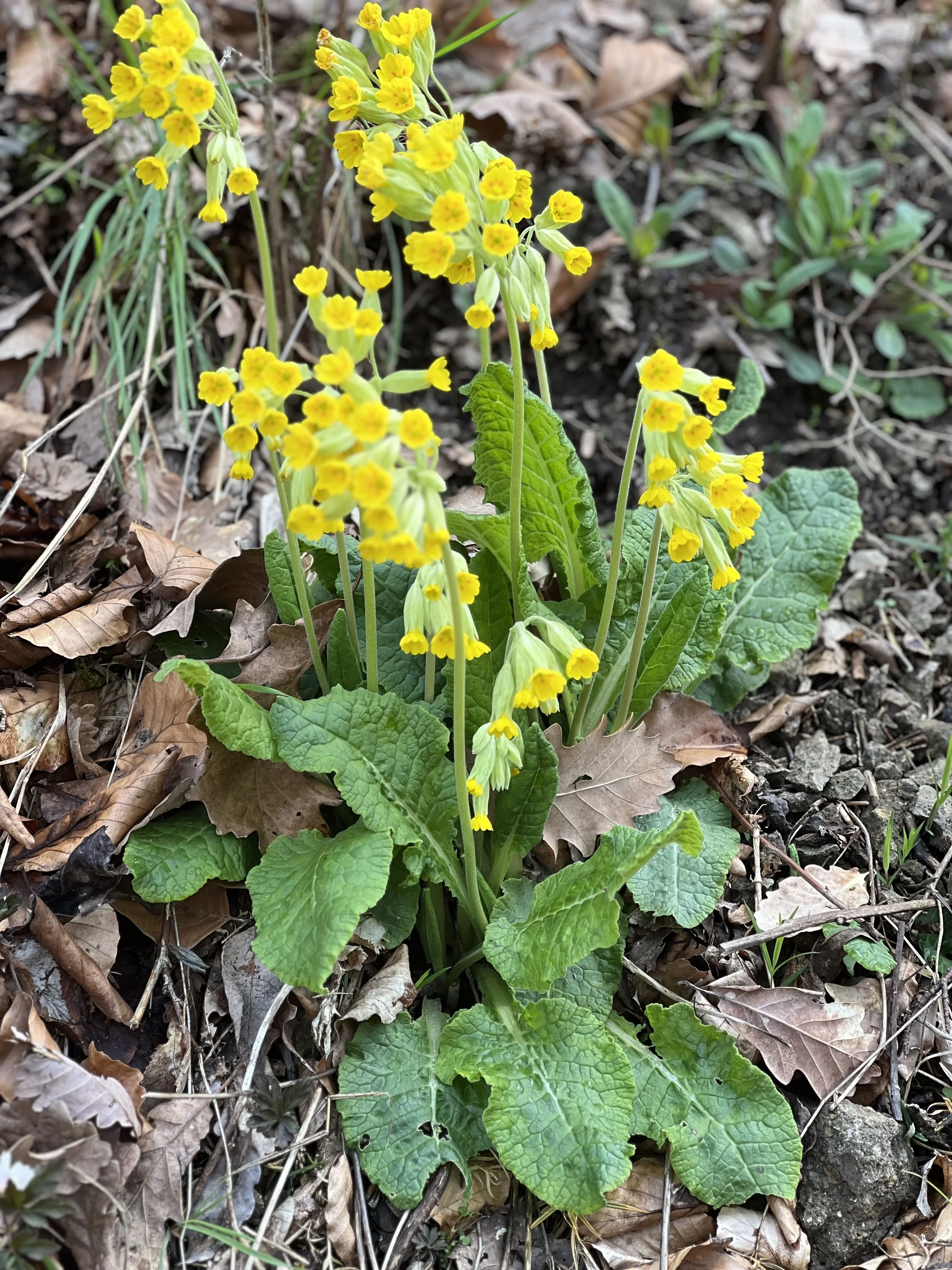 Schluesselblume.jpg