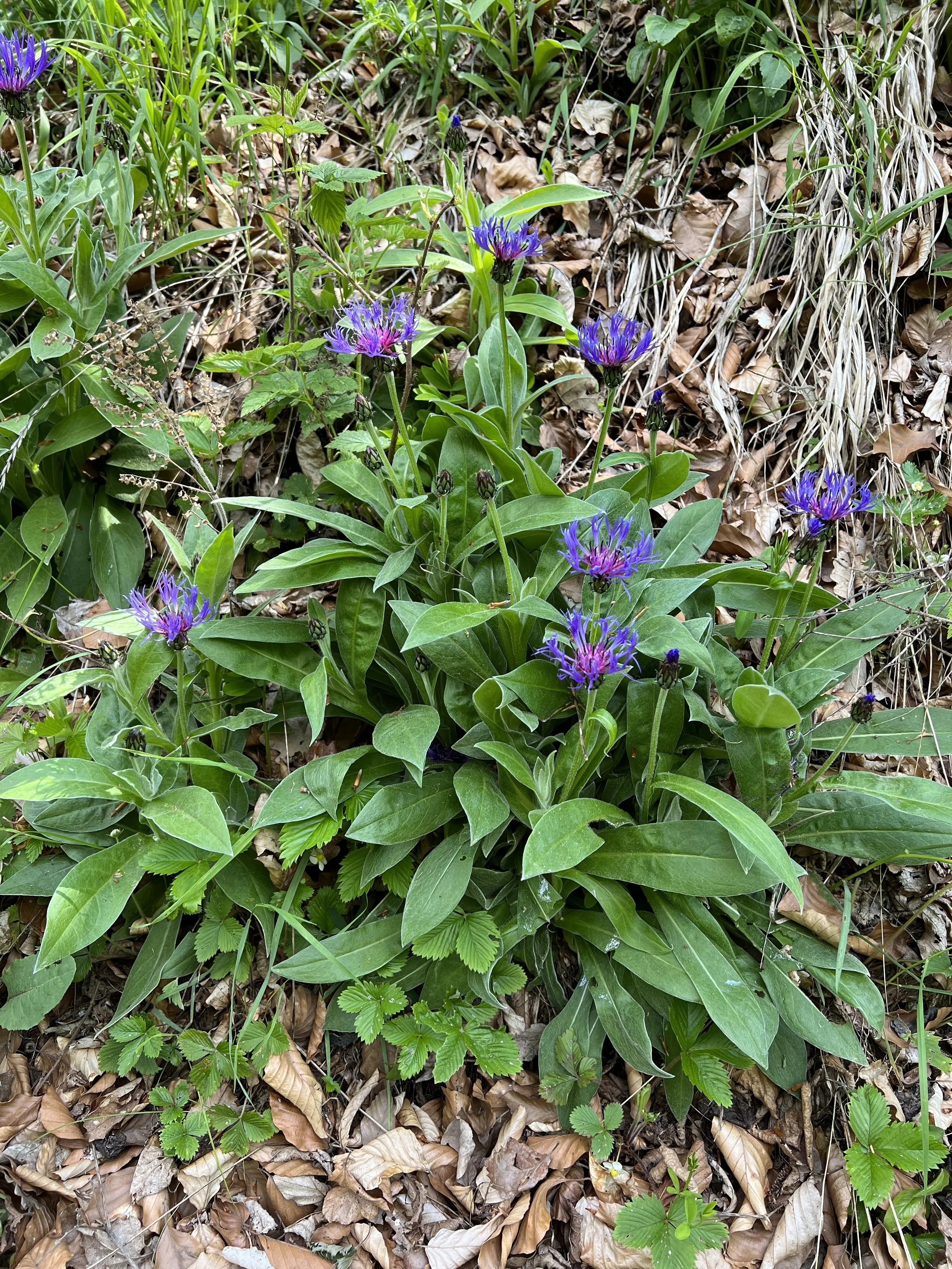 Berg-Flockenblume.jpg