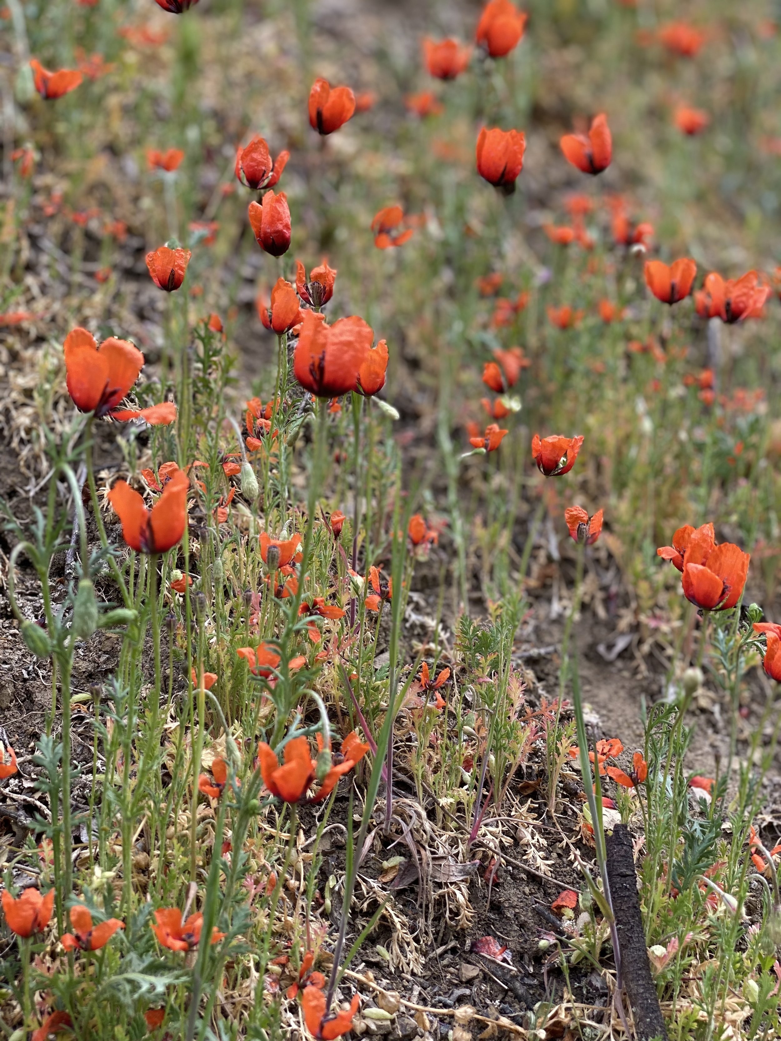 Sand-Mohn.jpg