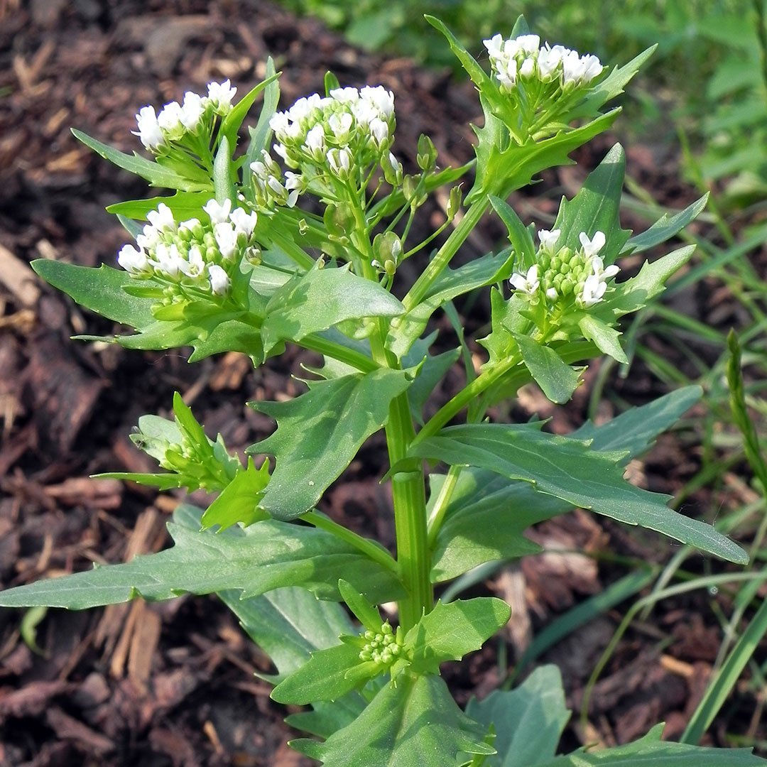 ACKER-HELLERKRAUT (Thlaspi arvense)