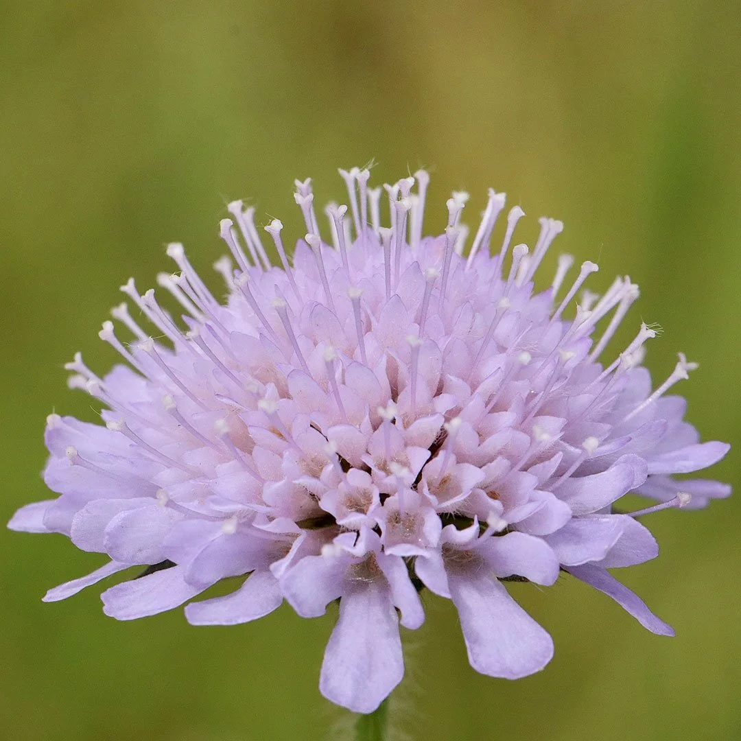 Acker-Witwenblume_Bluetenkopf.jpg