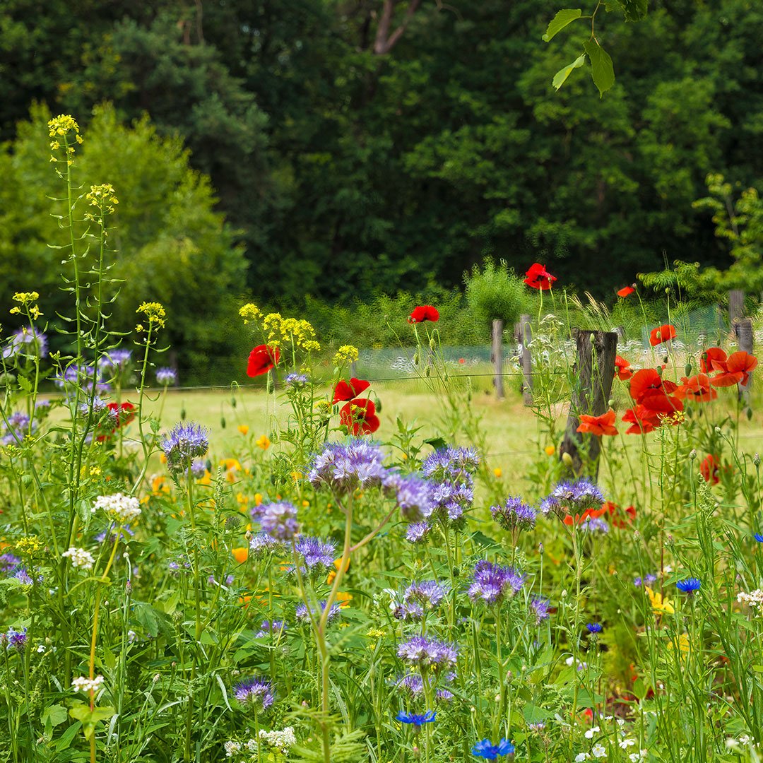Wildblumenwiese.jpg