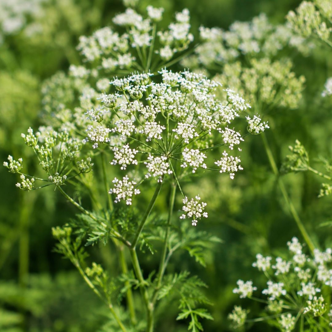 Blühender Anis - Pimpinella anisum