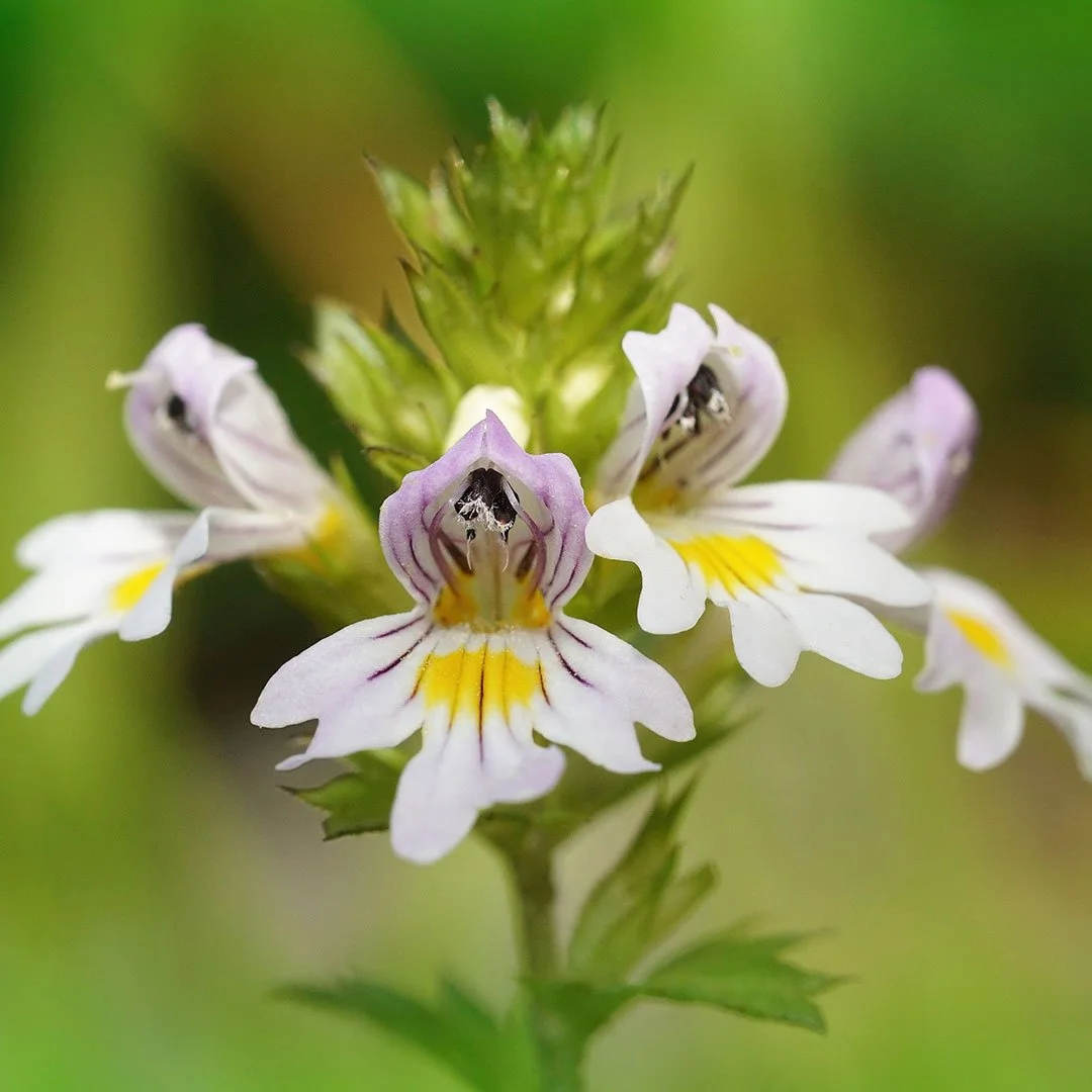 Augentrost (Euphrasia officinalis) - Blühende Heilpflanze