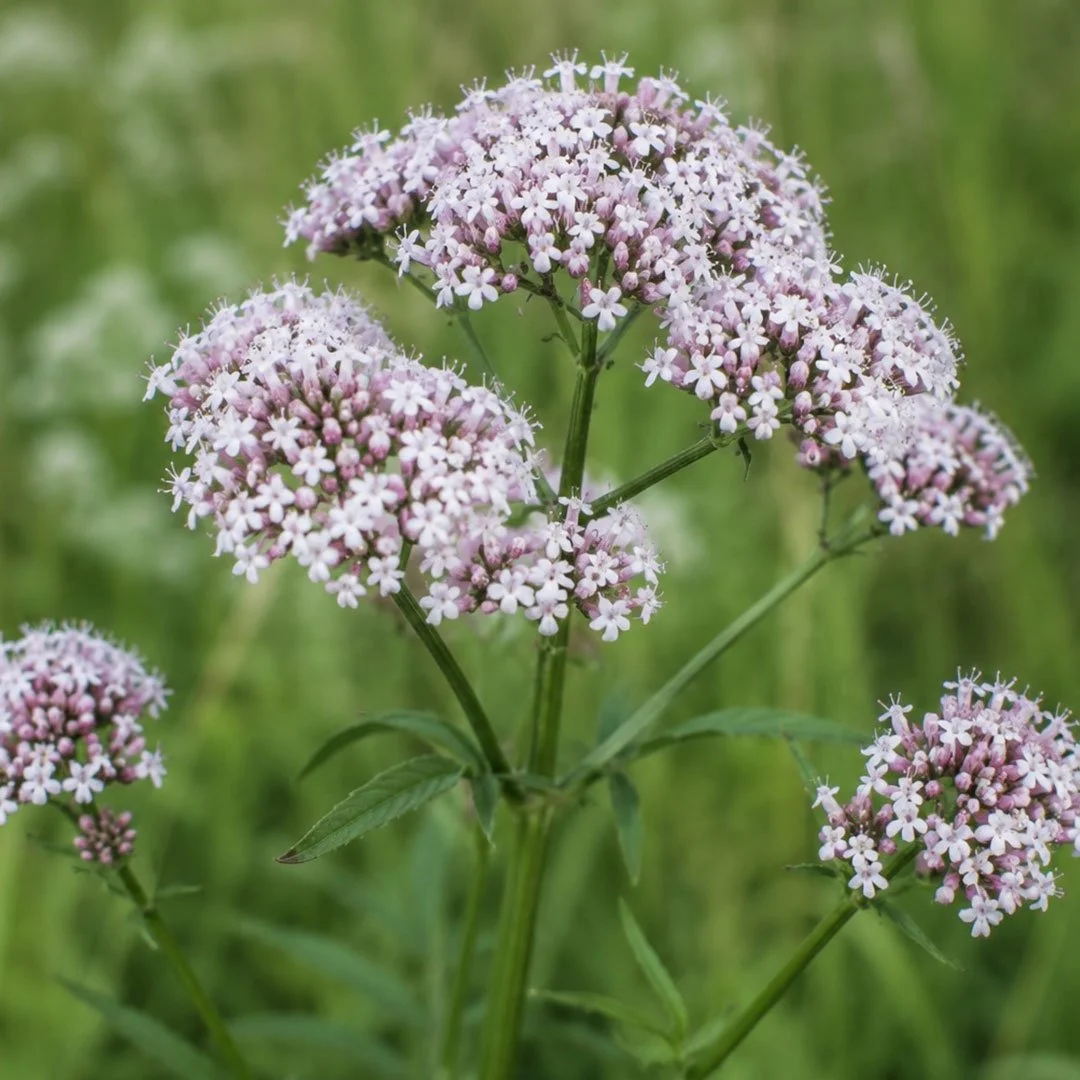 Echter Baldrian (Valeriana officinalis) - Blühende Heilpflanze