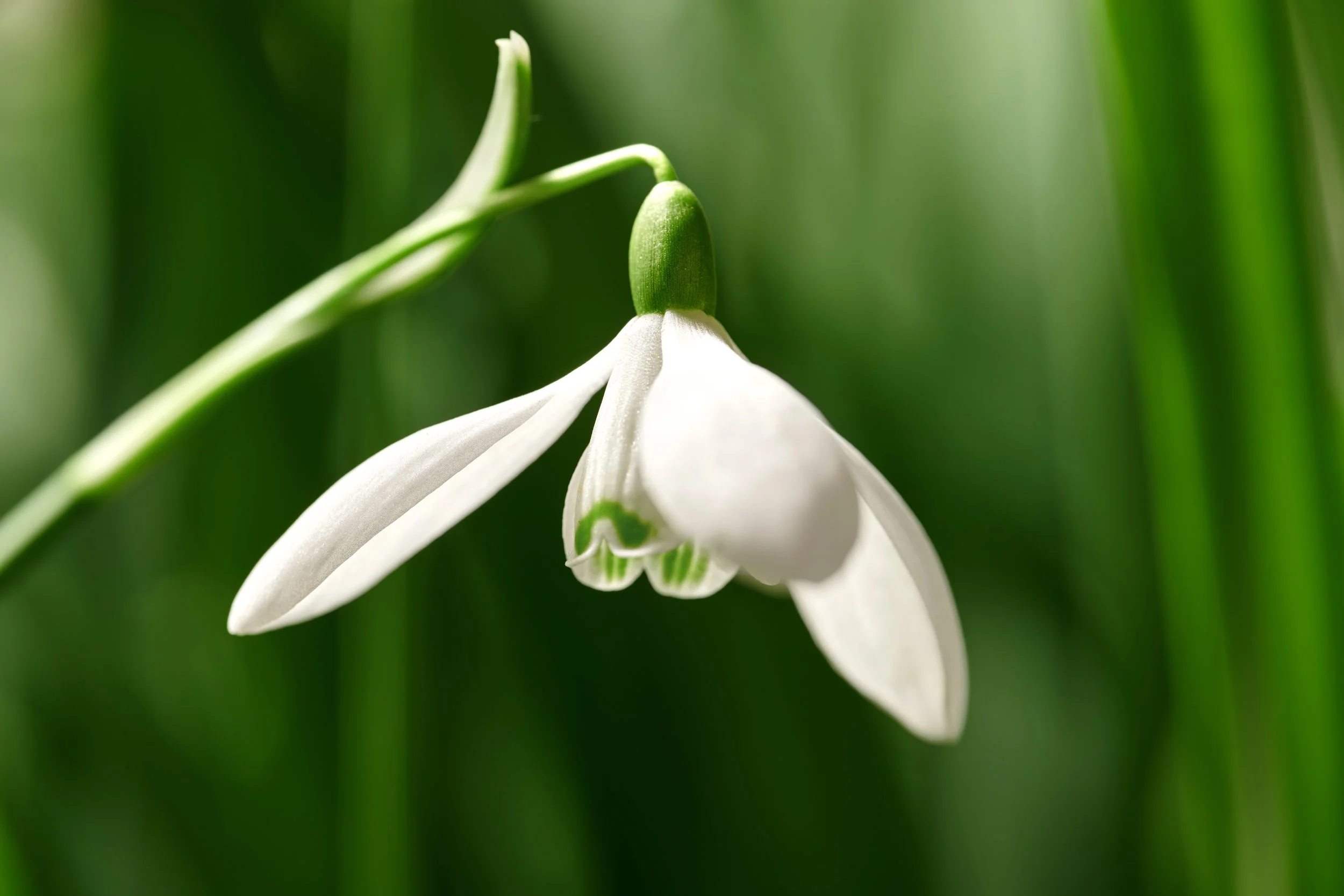 Frühling