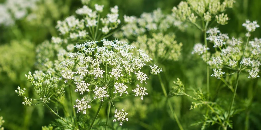 Blühender Anis (Pimpinella anisum) mit weißen Doldenblüten im natürlichen Sonnenlicht. Detailaufnahme der aromatischen Gewürz- und Heilpflanze.