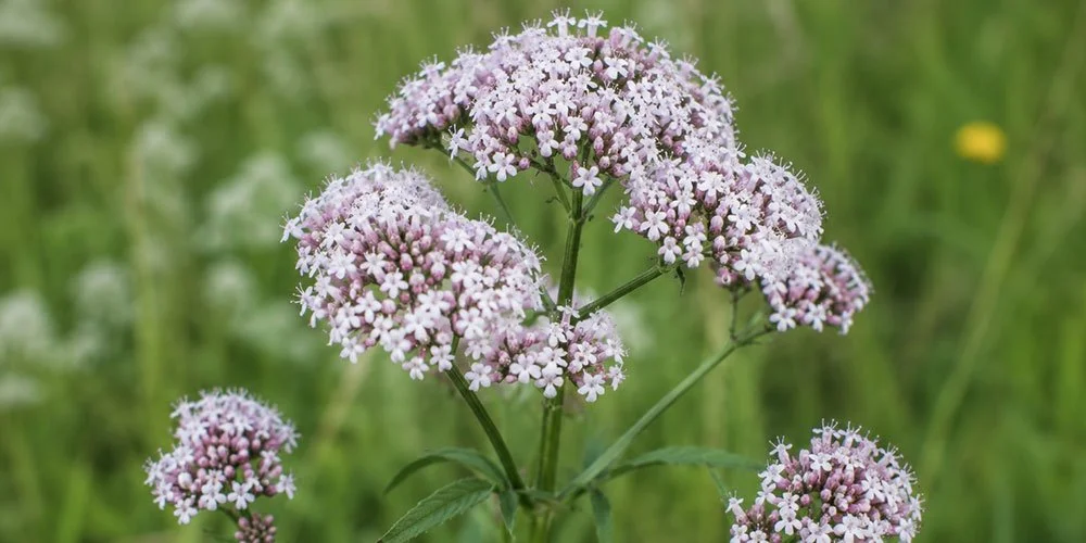Baldriantinktur, Kräuterkissen, Dragees, Tabletten, Tropfen und Kräutertee auf einem alten Holztisch. Blühender Echter Baldrian (Valeriana officinalis) schmückt das natürliche Stillleben im warmen Fensterlicht des Wurzelundkraut-Stils.