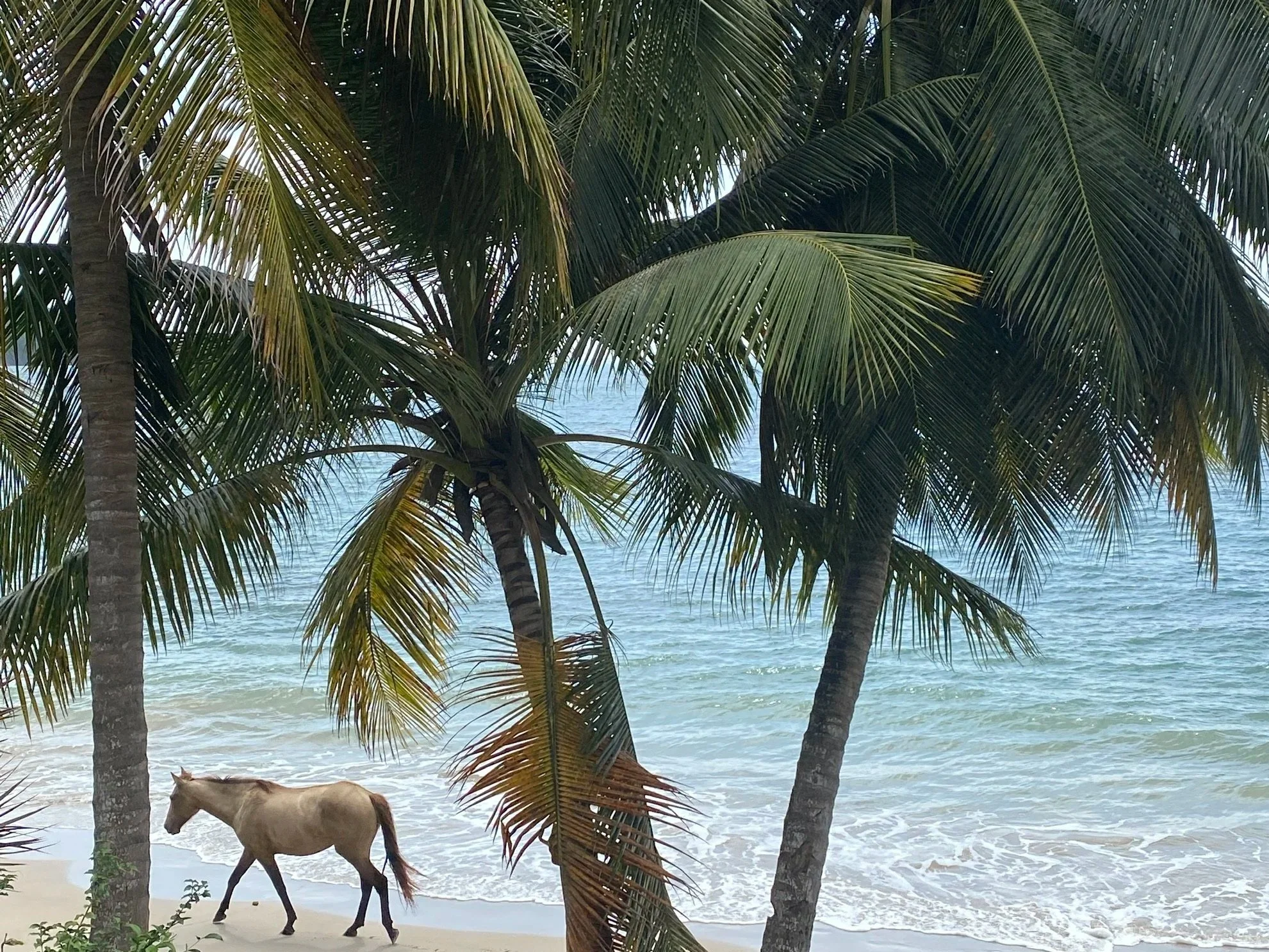 A white horse walks across the sand on the shoreline with a canopy of coconut palms