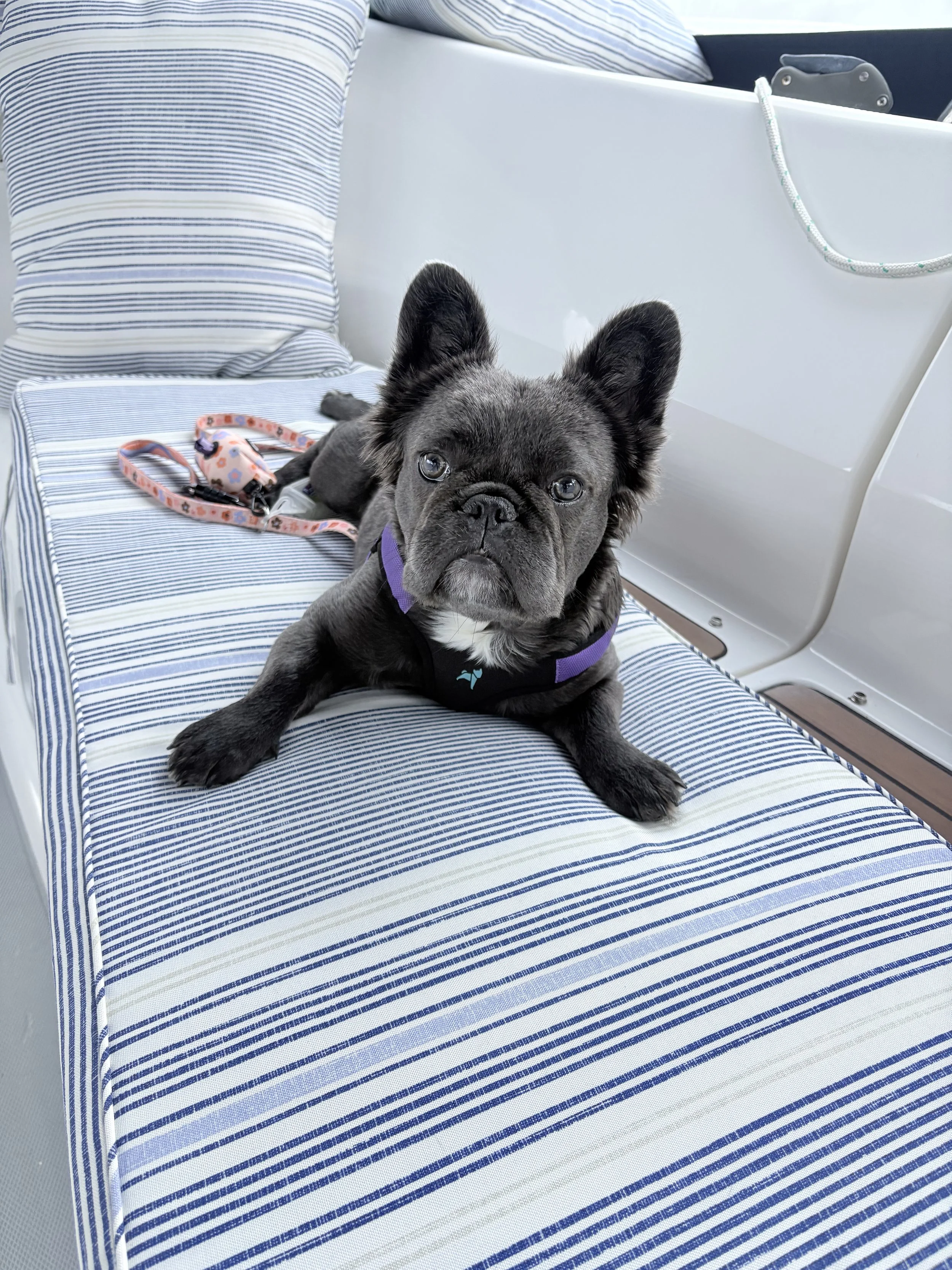 Black fluffy frenchie girl dog sitting on a striped cushion on a boat.