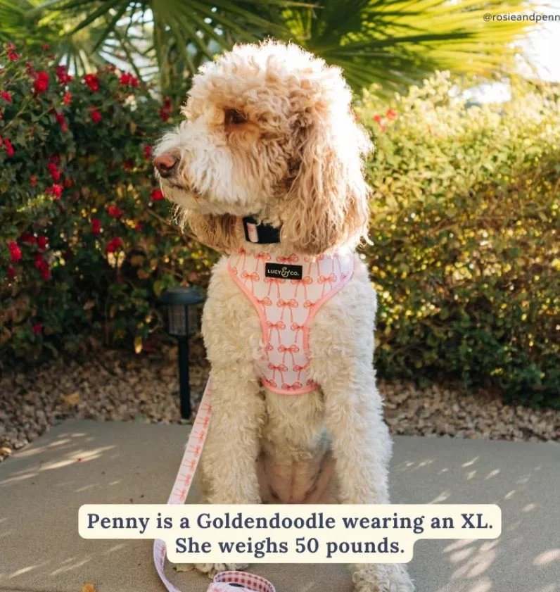 Lucy &amp; Co. Take a Bow Reversible Dog Harness, Medium: 17 to 23-in chest