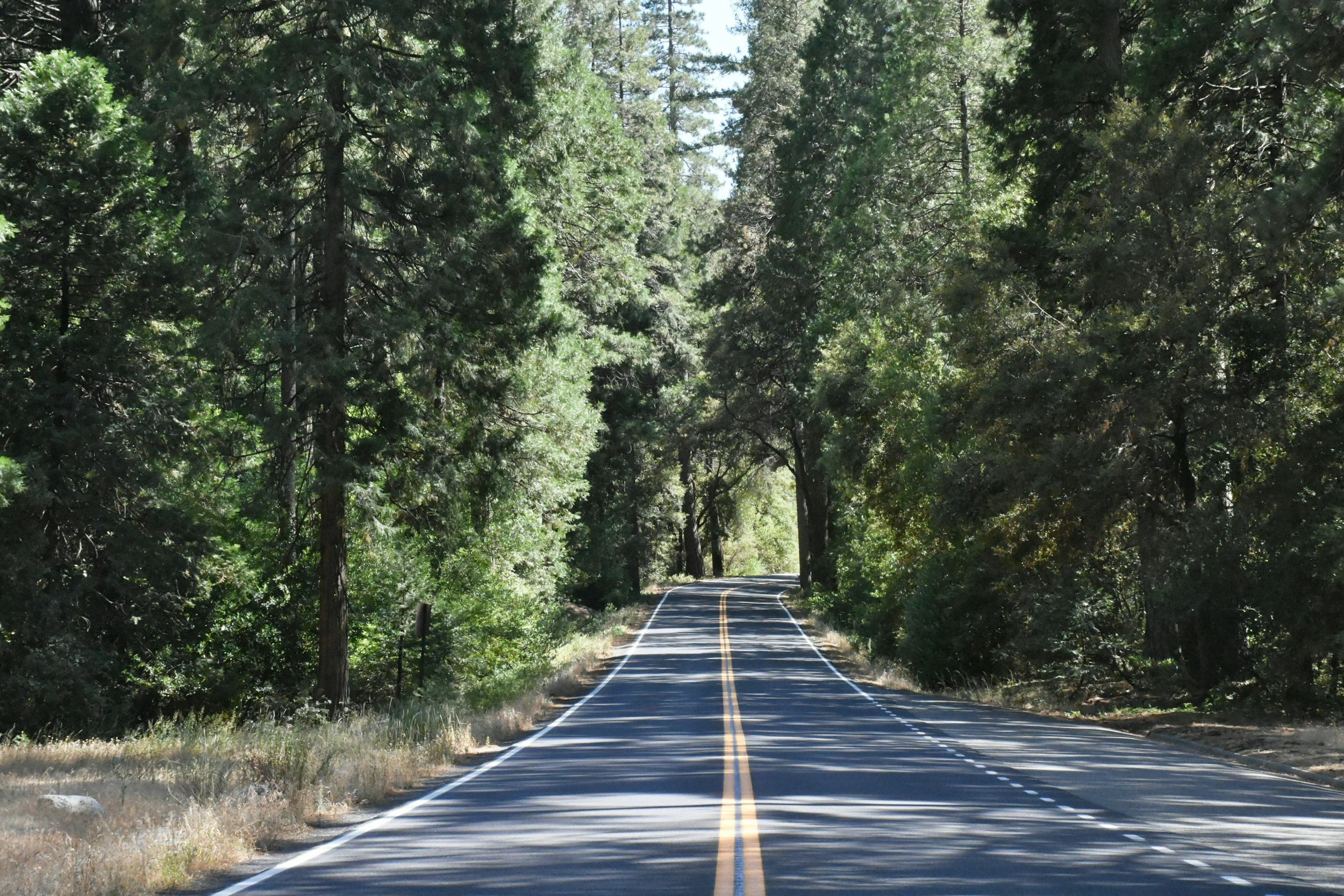 an open highway with no cars through overhanging green trees on a sunny day