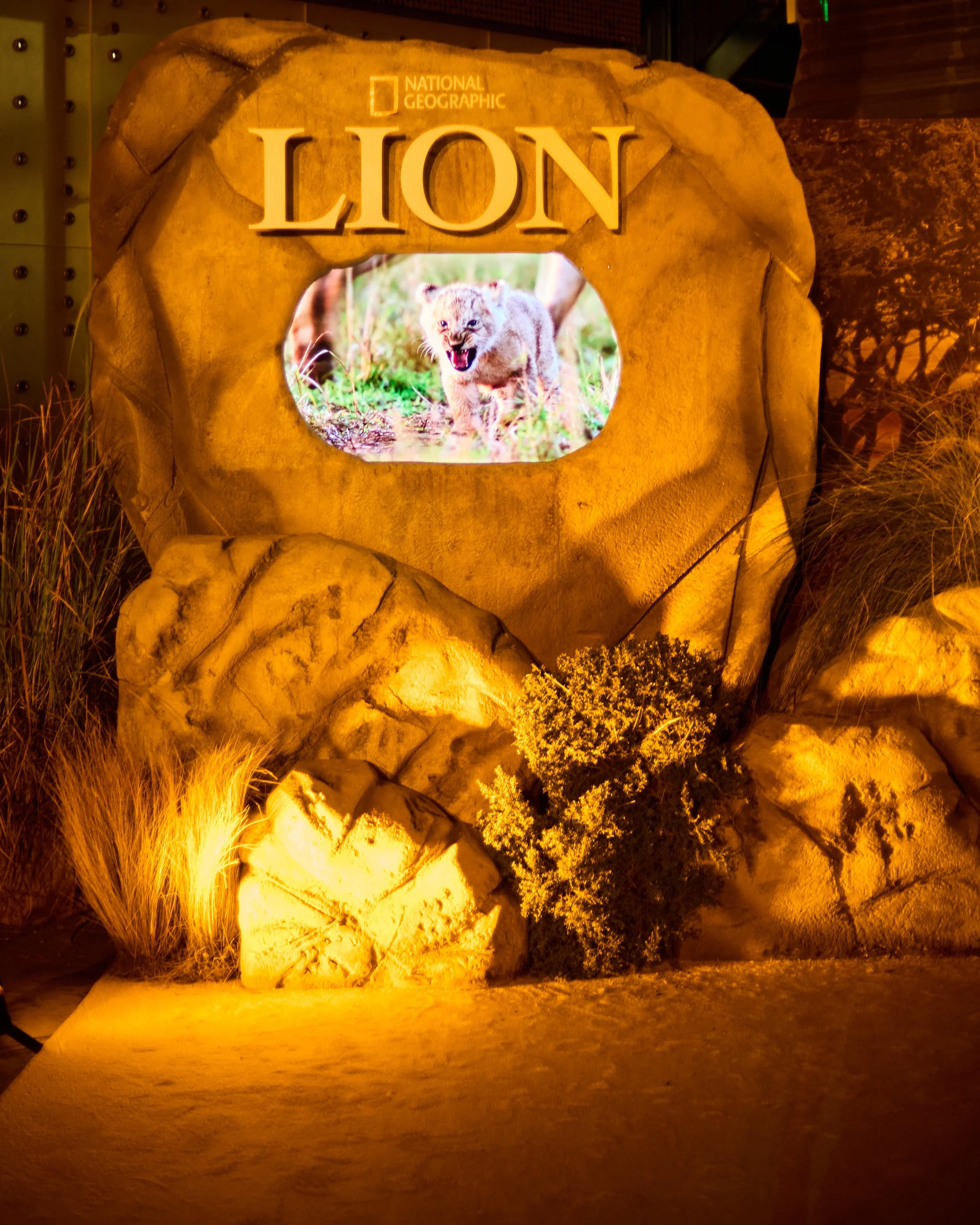 LC_LUCA MASTRO_LION 77.jpg
