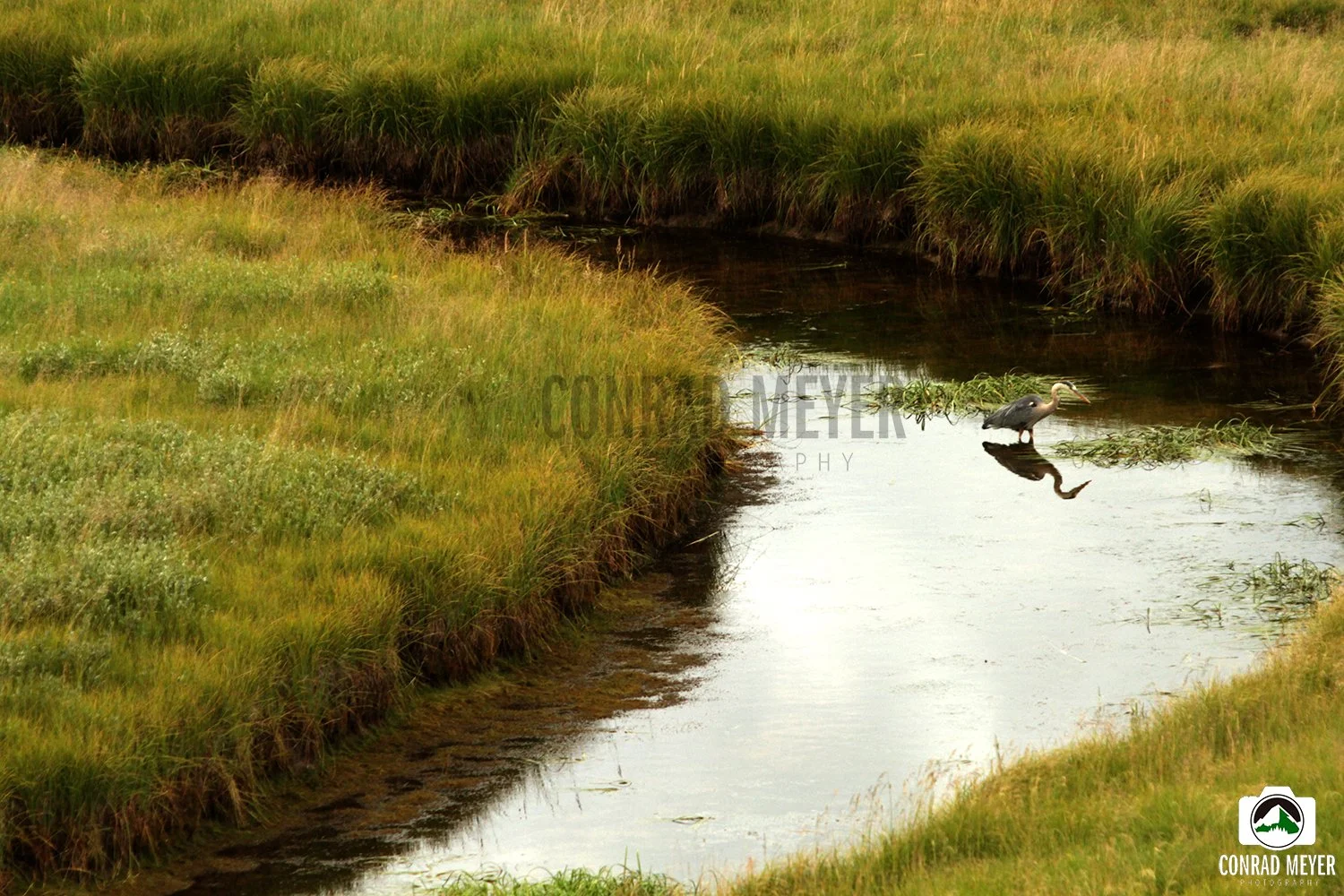 BLUE-HERON_FB.jpg