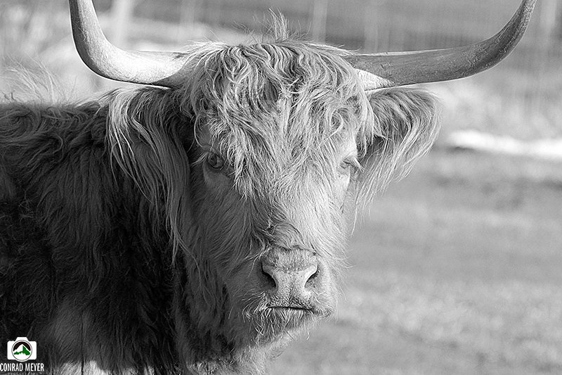 hairy_bull_FB.jpg