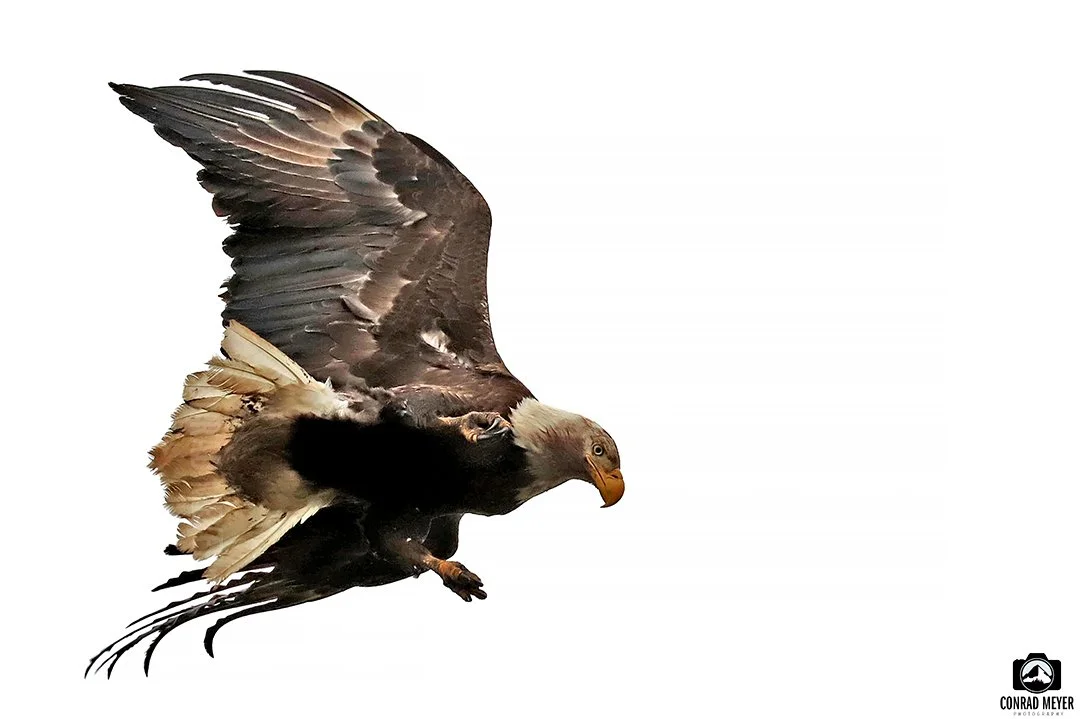 eagle2.jpg