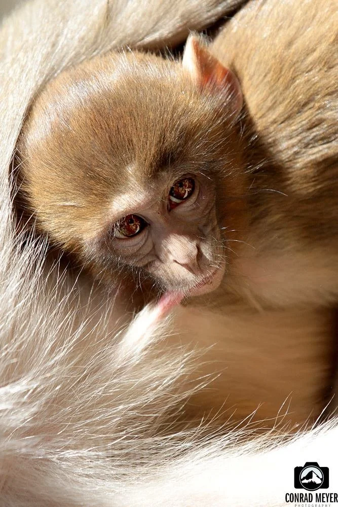 monkey.jpg