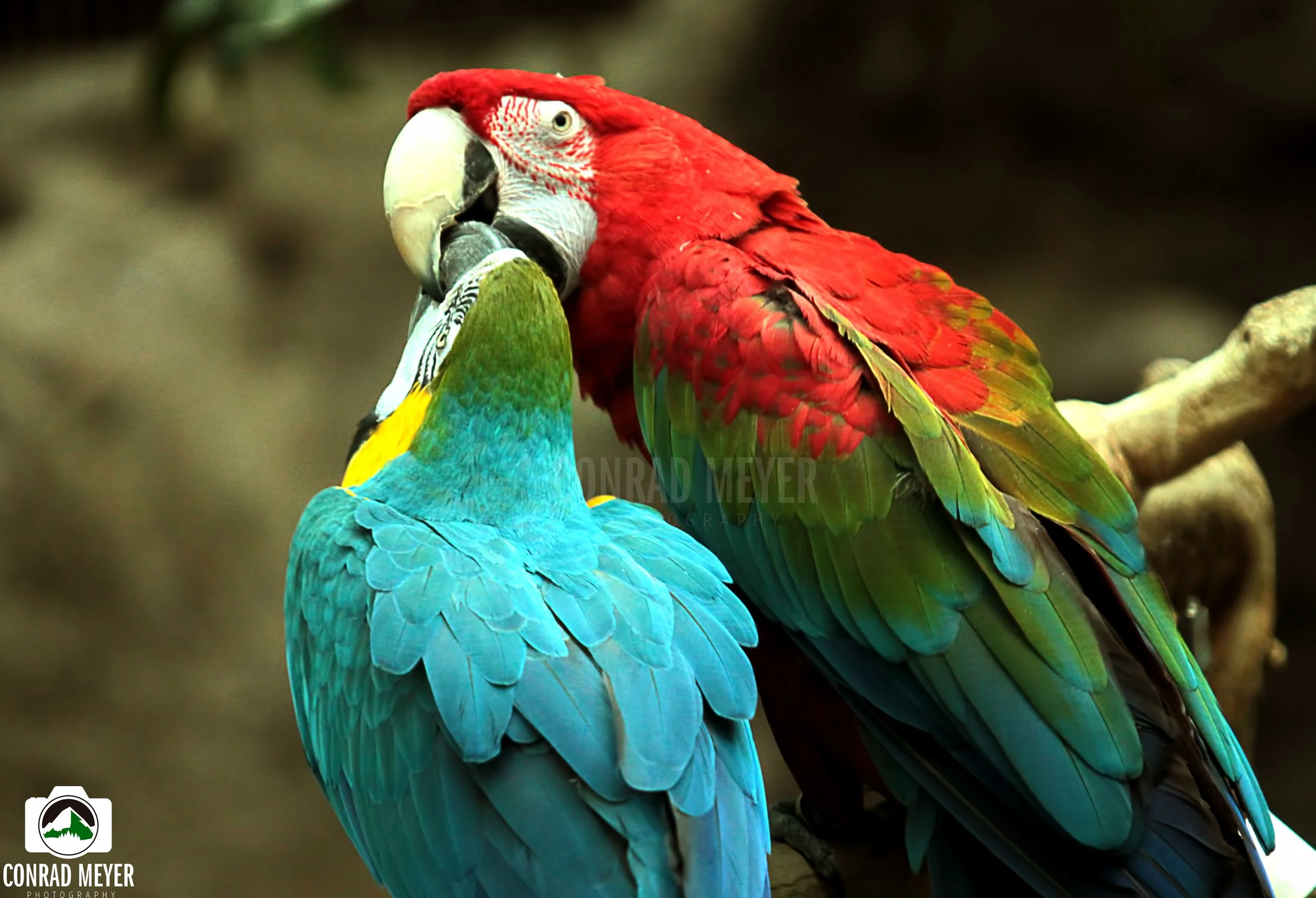 PARROTS_2__WEB.jpg