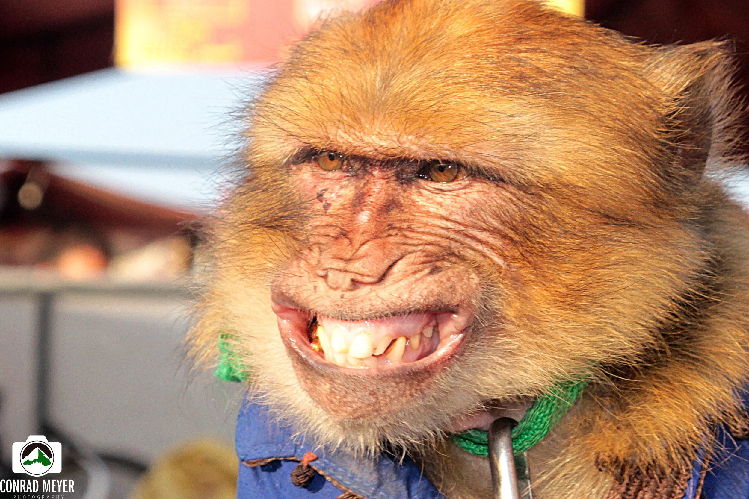 monkeyFB.jpg
