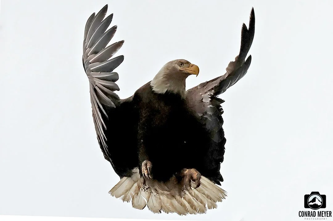 eagle.jpg