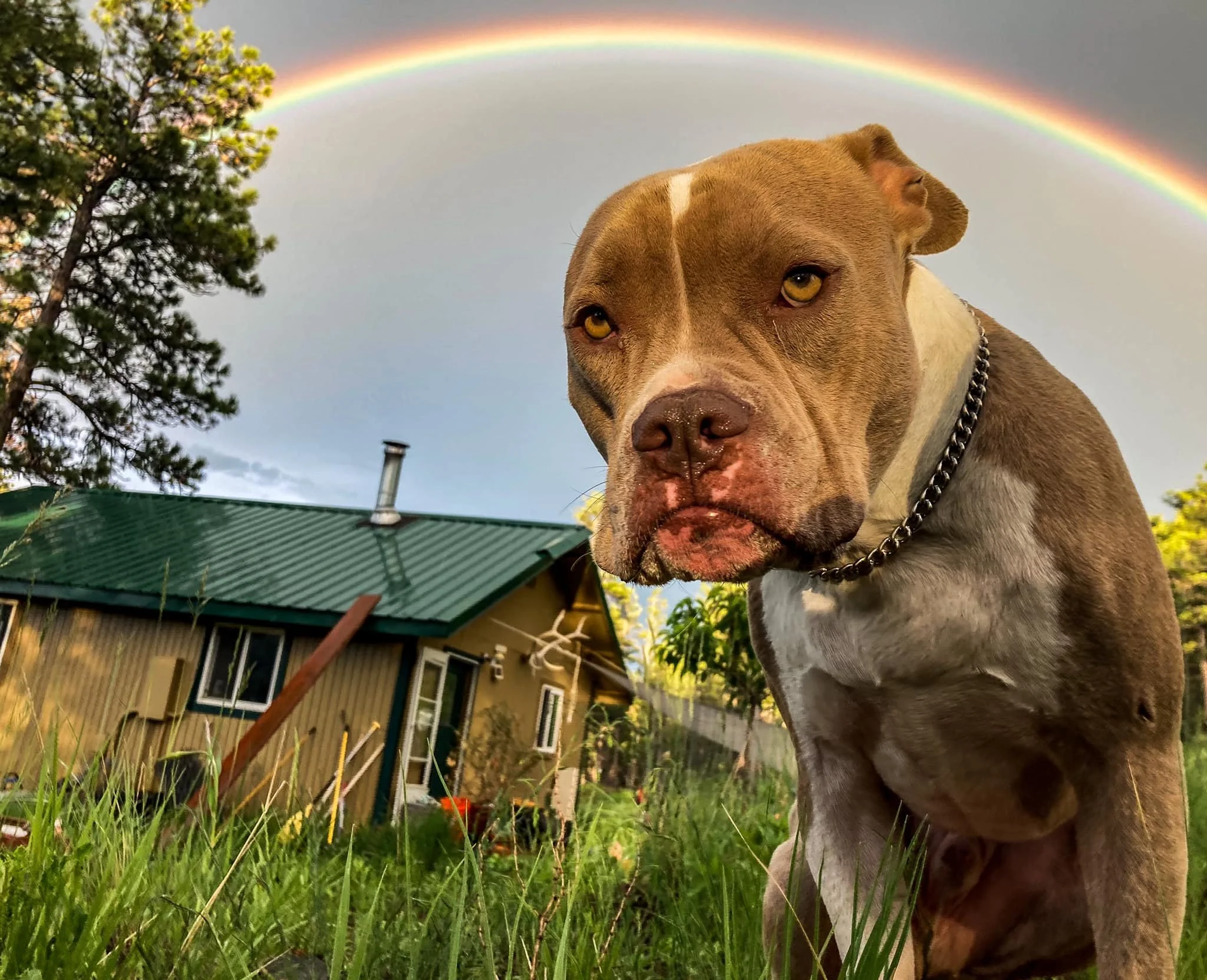 mango-rainbow.jpg