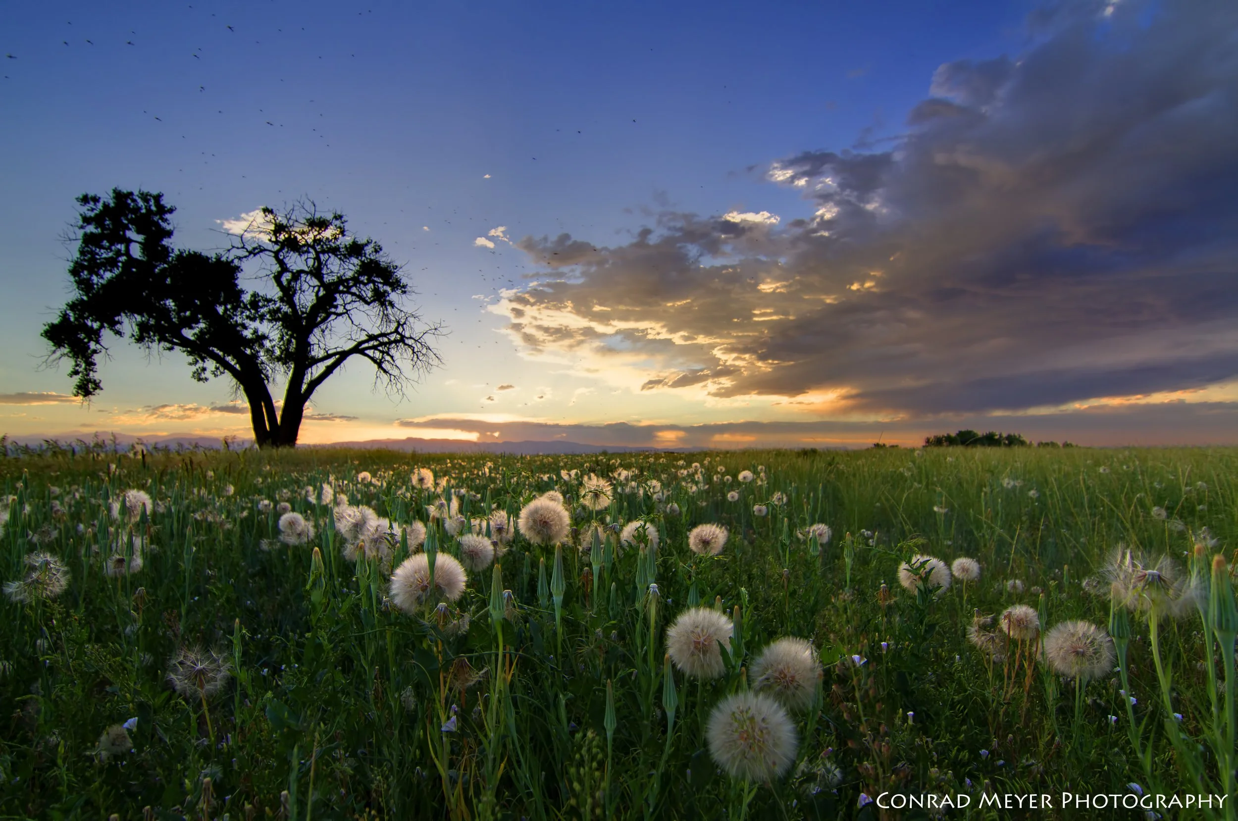 C0_sunset_dandelionsBEST_POLIS.jpg