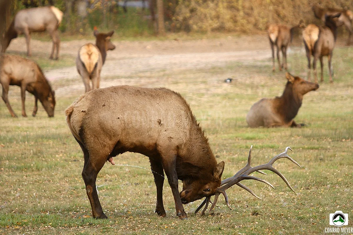 elk8__FB.jpg