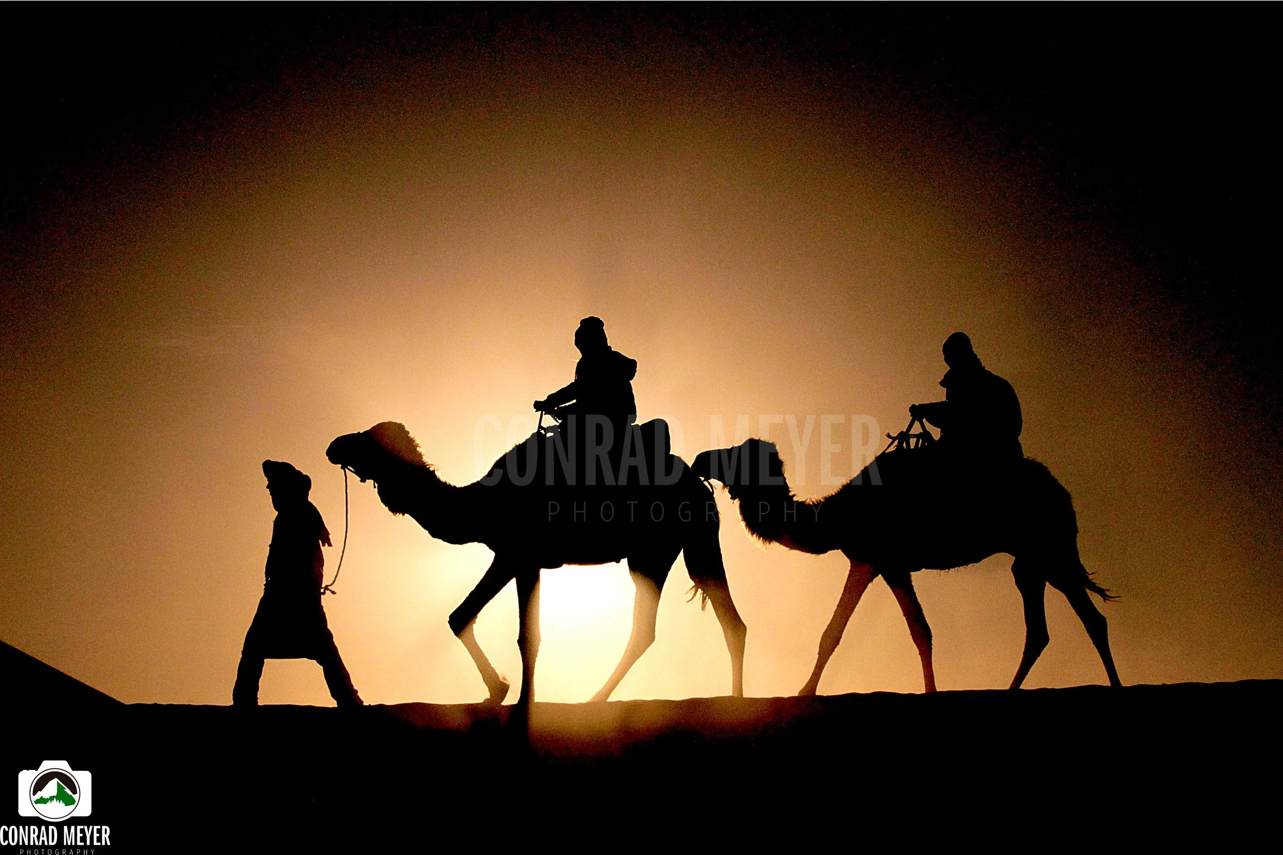 camels1.jpg