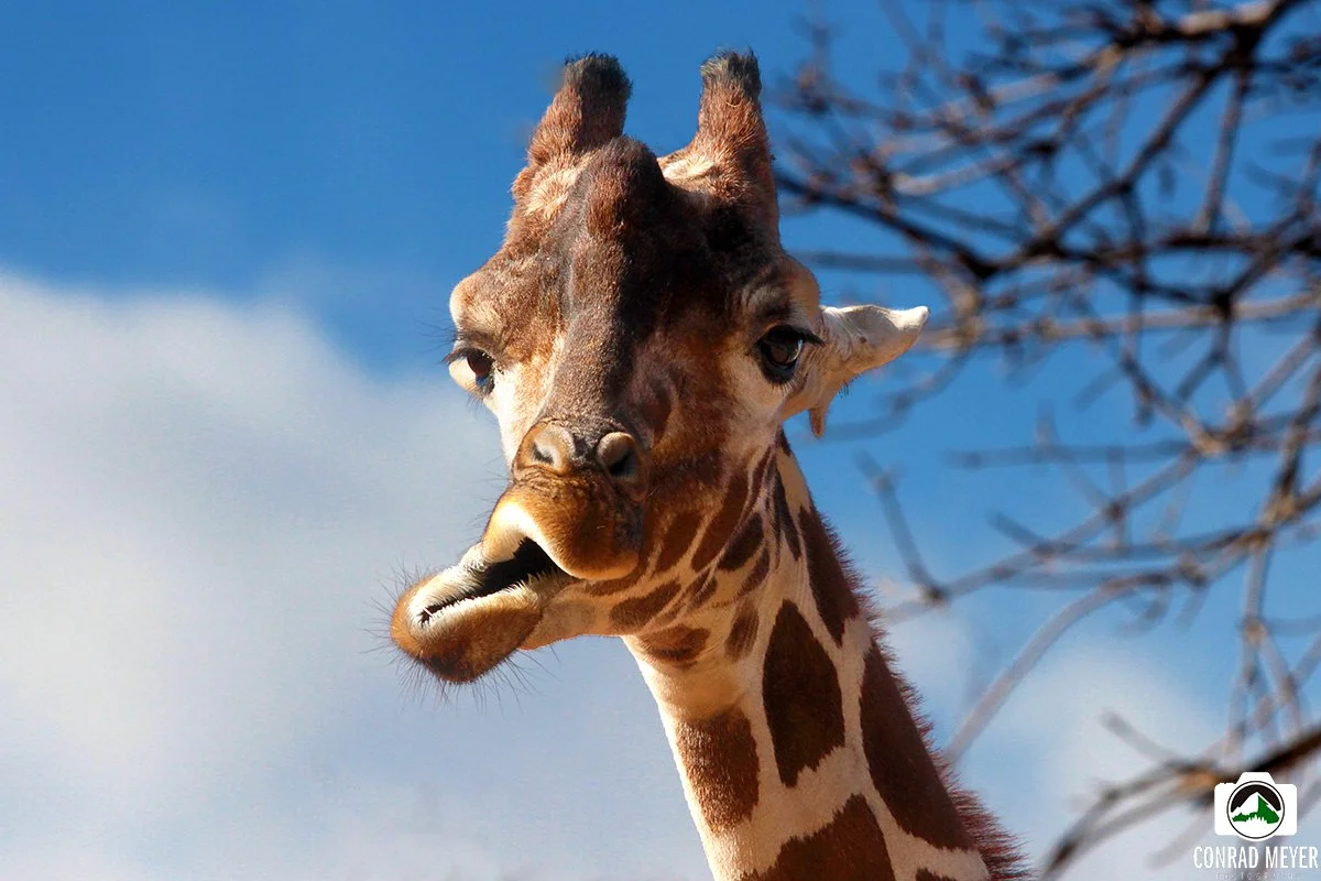 GIRAFFE__FB.jpg