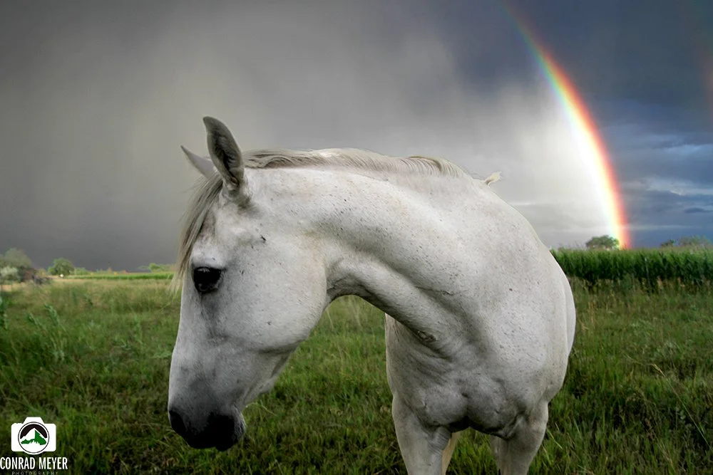 horseRAINBOW__FB.jpg