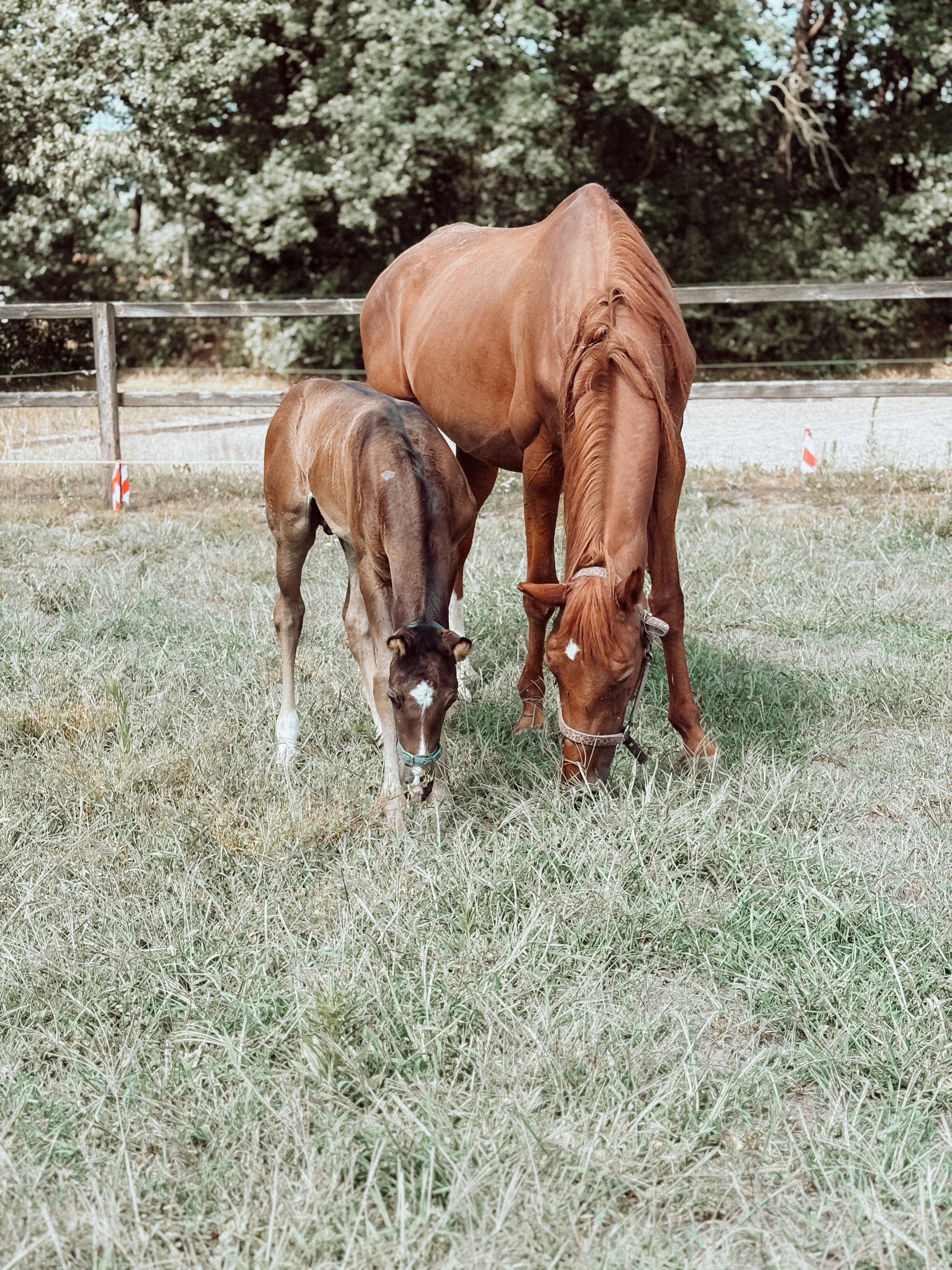 Dressuurstal Oomen fokkerij