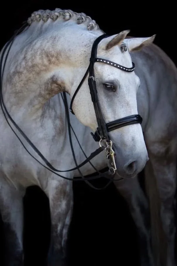 Dressuurstal Oomen paard